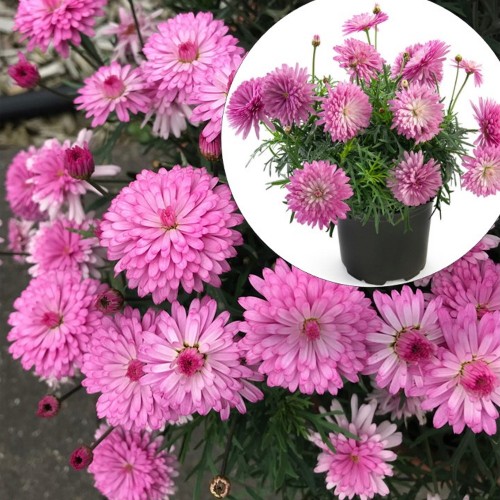 Argyranthemum frutescens 'Aramis® Double Pink' - Põõsas-hõbekakar 'Aramis® Double Pink' P9/0,55L